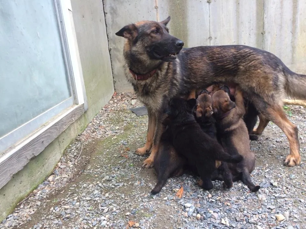 Hayes Haus German Shepherds