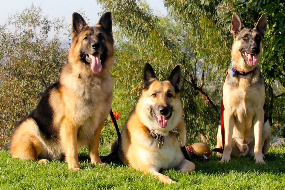 Two healthy adult German Shepherds outdoors in good muscular condition