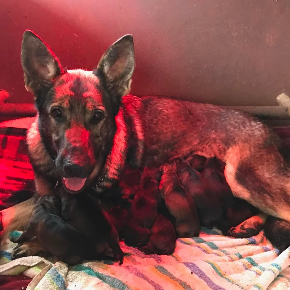 Kreative Kennels German Shepherd