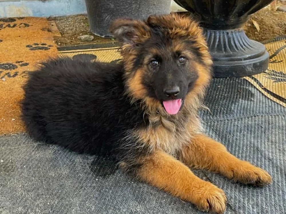 Long Haired German Shepherd Puppies For Sale