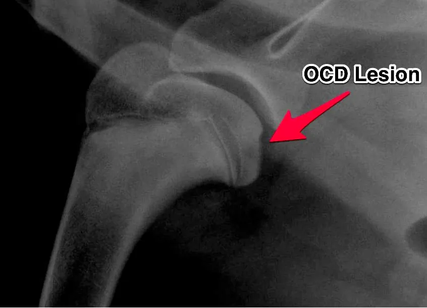 Osteochondritis Dissecans (OCD) in German Shepherds