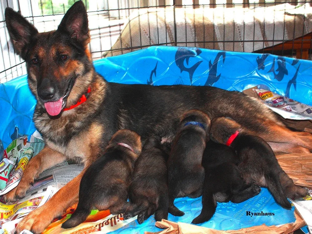Ryanhaus Kennels
