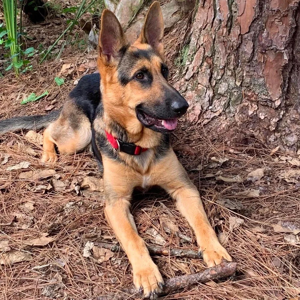 Shepherd Help and Rescue Effort