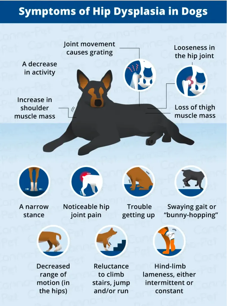 Signs of Hip Dysplasia in German Shepherds