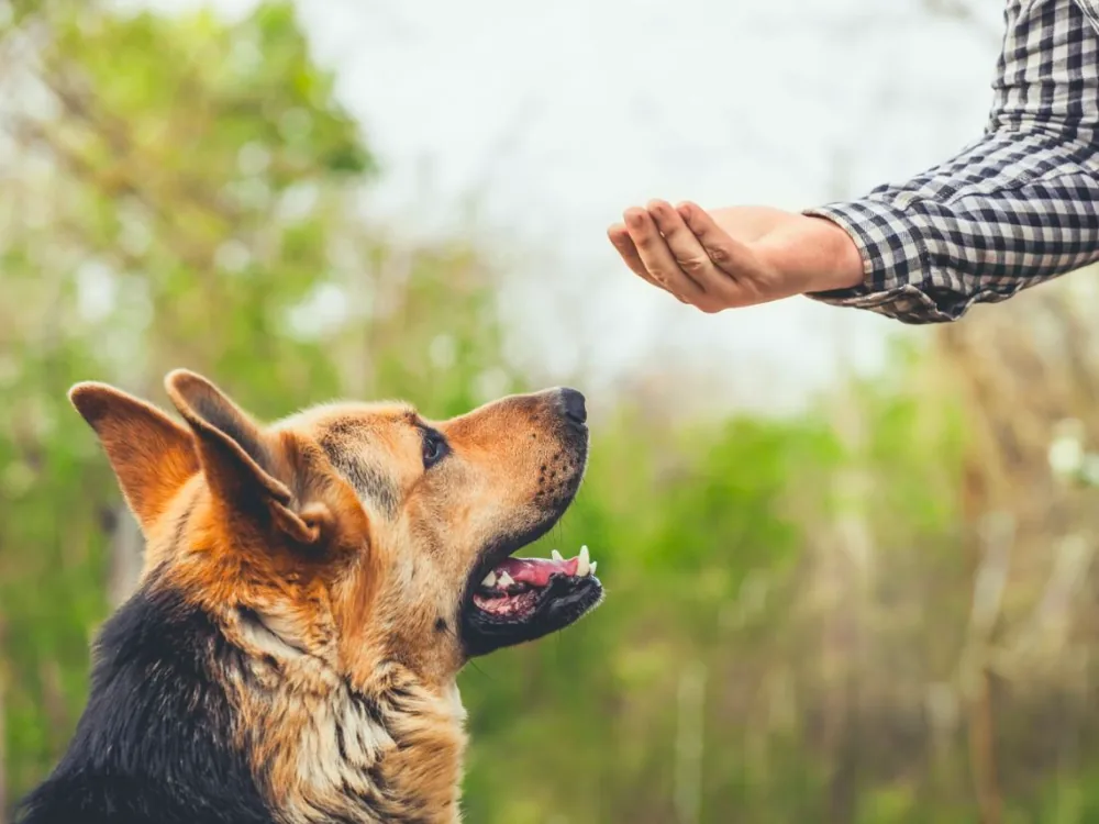Teach Your German Shepherd Dog to Come on Command