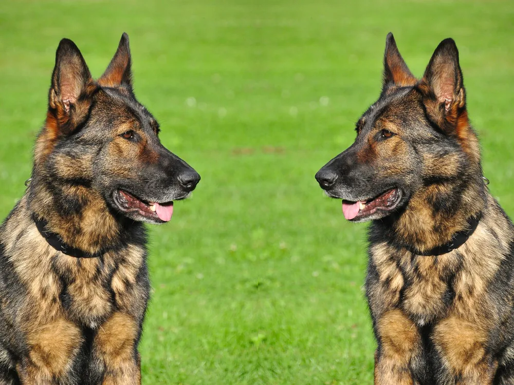 brindle german shepherd puppy