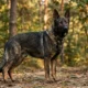 Adult Czech working-line German Shepherd with dark sable coat, straight back, and heavy bone structure standing alert in a forested Central European setting