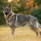 Adult gray sable German Shepherd standing in profile in a sunlit field, agouti-banded wolf-gray coat with tan legs and black mask
