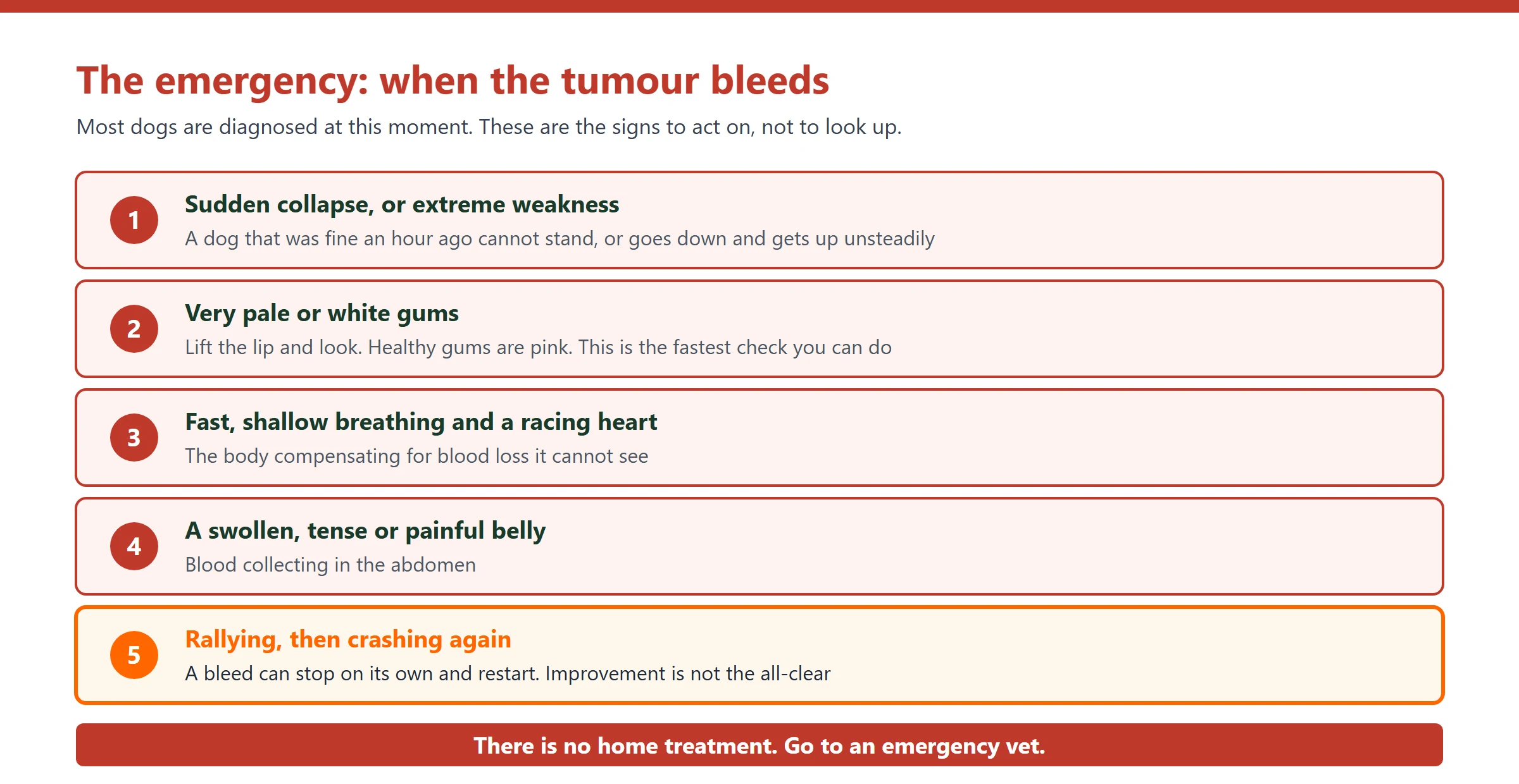 Five emergency signs of a bleeding hemangiosarcoma: sudden collapse or extreme weakness, very pale or white gums, fast shallow breathing, a swollen tense belly, and rallying then crashing again