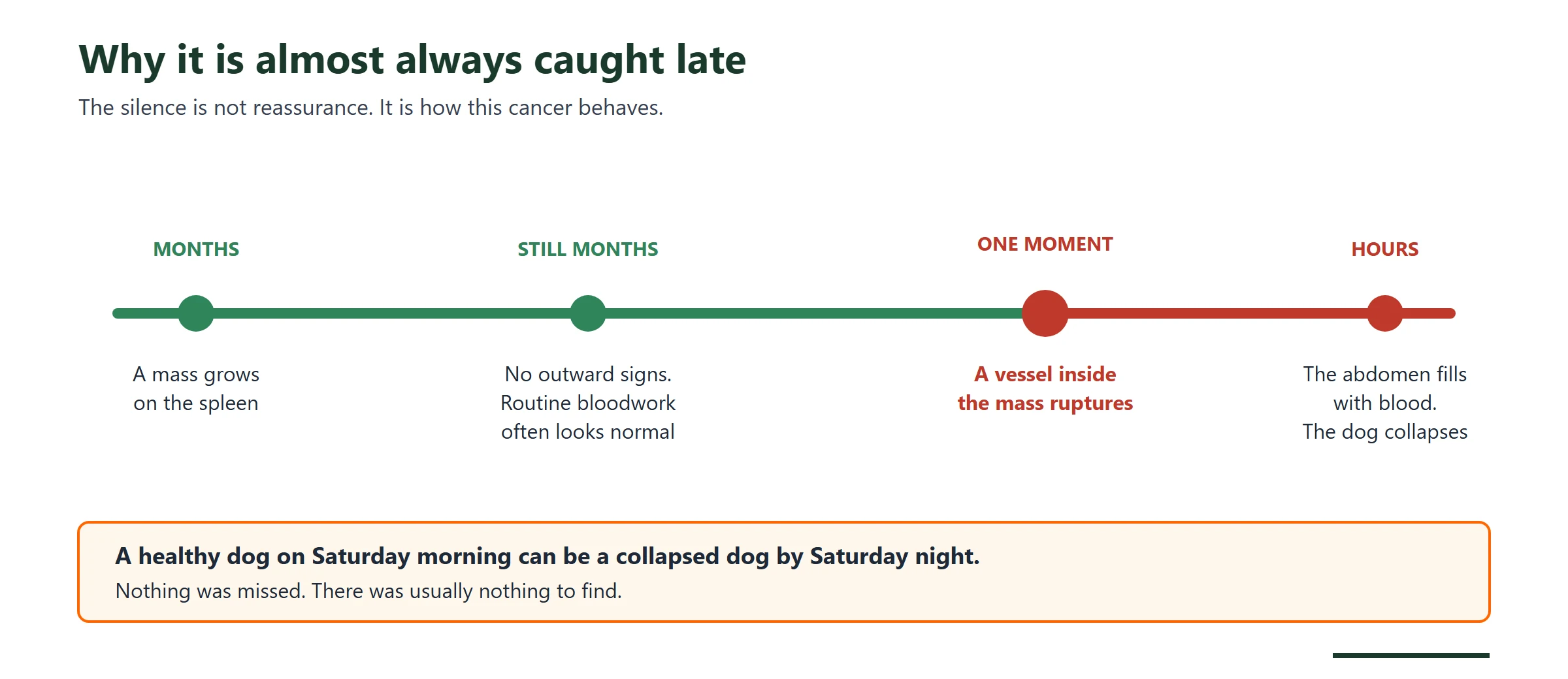 Timeline showing why hemangiosarcoma is caught late: a mass grows on the spleen for months with no outward signs and normal routine bloodwork, then a vessel inside it ruptures and the dog collapses within hours