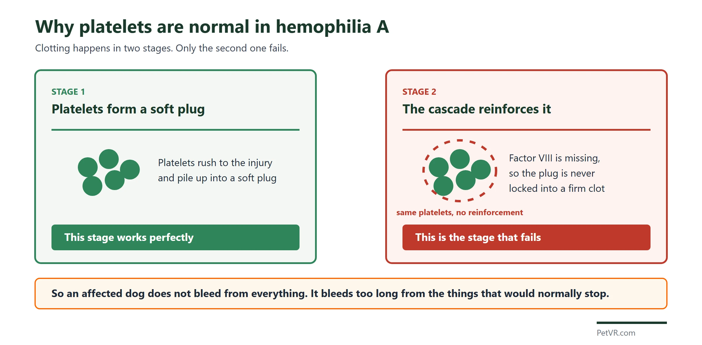 Diagram showing clotting in two stages: platelets form a soft plug normally in hemophilia A, while the second stage, where the coagulation cascade reinforces that plug, fails because factor VIII is missing