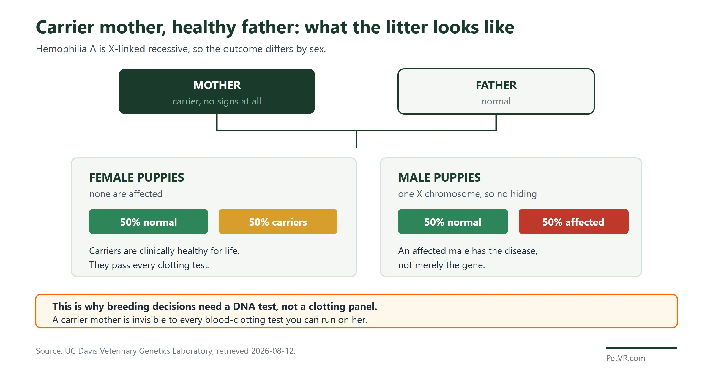 Cross diagram showing that breeding a carrier female German Shepherd to a normal male produces female puppies that are all clinically healthy with half being carriers, and male puppies that are half normal and half affected by hemophilia A