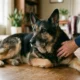 An older adult black-and-tan German Shepherd resting calmly on a wood floor beside the owner's hand