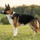 Purebred panda German Shepherd standing in profile on grass, showing the classic black-and-tan saddle and sloping German Shepherd topline with the KIT-gene white markings: a white blaze up the muzzle, a broad white collar and chest, white lower legs, and a white tail tip