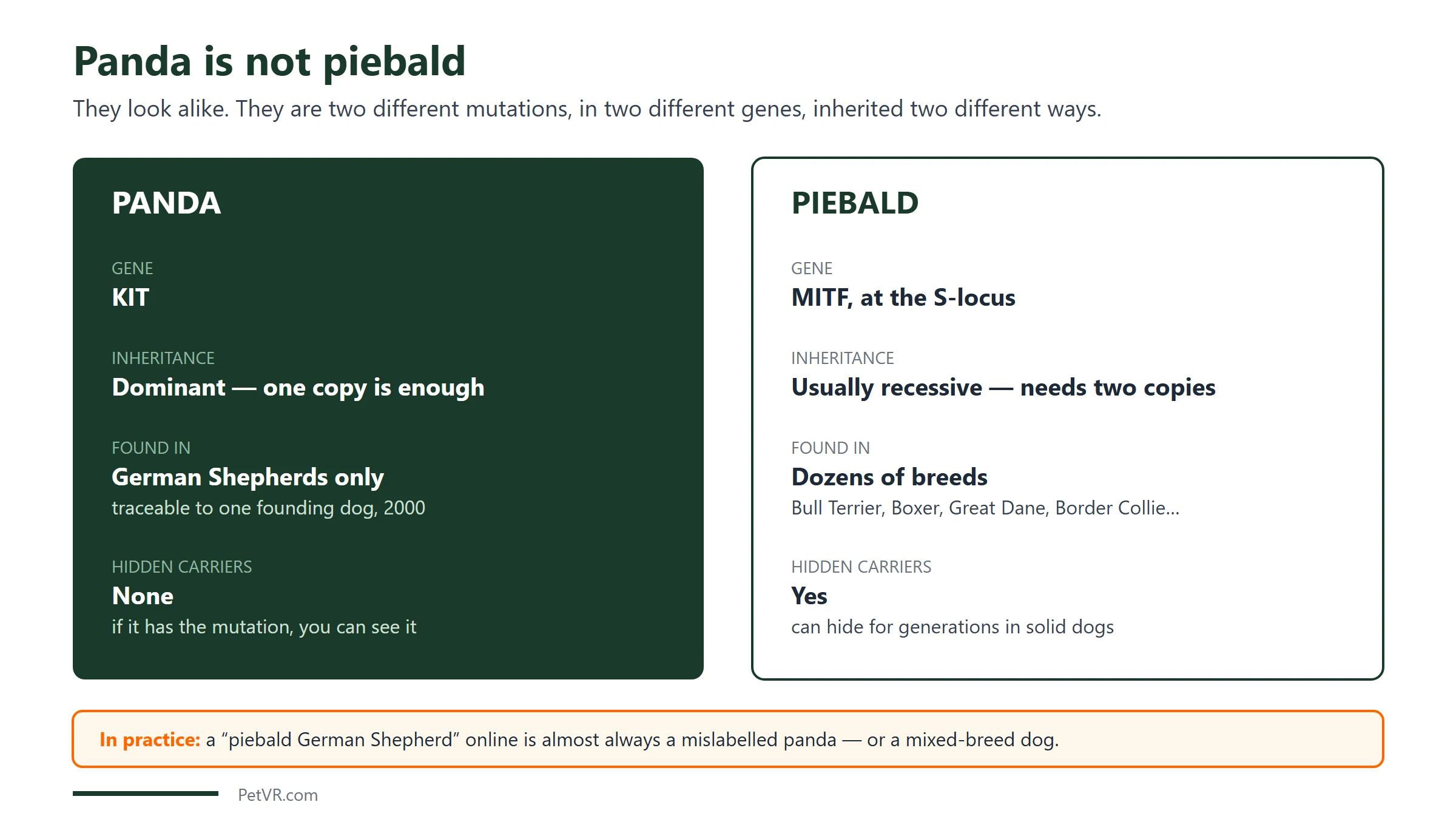 Comparison: panda is a dominant KIT gene mutation found only in German Shepherds and traceable to one founding dog with no hidden carriers, while piebald is a usually recessive MITF variant at the S-locus found in dozens of breeds that can hide for generations in solid-coloured dogs