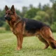 A West German show line German Shepherd standing in a natural show stance on grass, showing the deep red and black colouring, black saddle and black mask typical of the line