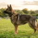 A sable-coated working line German Shepherd standing alert on a training field, ears forward, athletic build visible in profile.