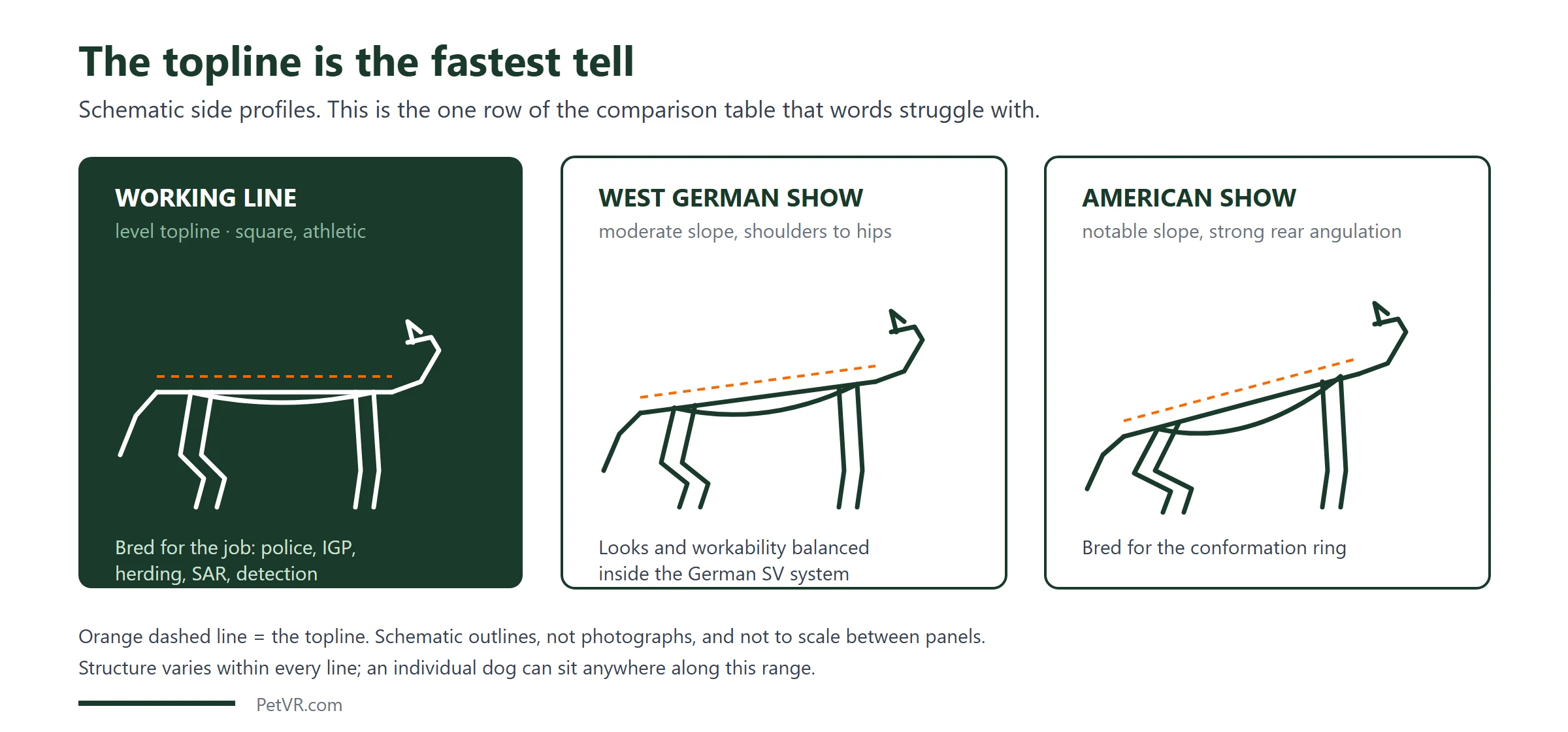 Schematic side profiles comparing three German Shepherd line groups: the working line has a level topline and square athletic build, the West German show line has a moderate slope from shoulders to hips, and the American show line has a notably sloped back with strong rear angulation