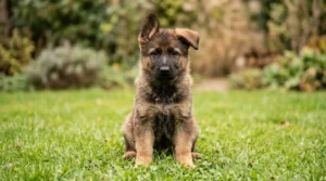 10-week-old German Shepherd puppy sitting alert on green lawn in natural light