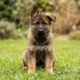 10-week-old German Shepherd puppy sitting alert on green lawn in natural light
