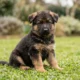 Six week old German Shepherd puppy sitting on green grass with floppy ears and alert eyes