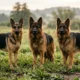Three German Shepherd dogs showing stock coat, plush coat and long coat side by side in a field
