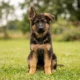 German Shepherd puppy with one ear up and one floppy sitting on grass outdoors