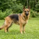 German Shepherd dog standing alert on grass showing healthy double coat in natural light