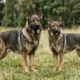 Male and female German Shepherd standing side by side on grass showing size difference