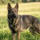 Female German Shepherd standing alert in a grassy field, healthy and attentive